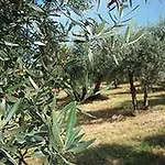 Sasso Rosso Capodacqua (Assisi)