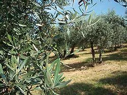 Sasso Rosso Capodacqua (Assisi)